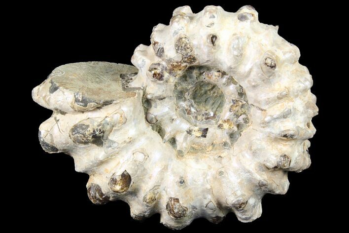 Bumpy Douvilleiceras Ammonite - Madagascar #79128